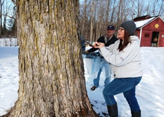 Tapping Maple Trees